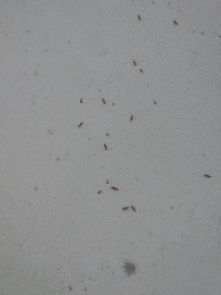 墙上有很多白色的小虫子,看看是什么虫