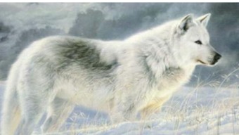姑娘救了一只小狼,十年后狼王率领狼群救了全村人