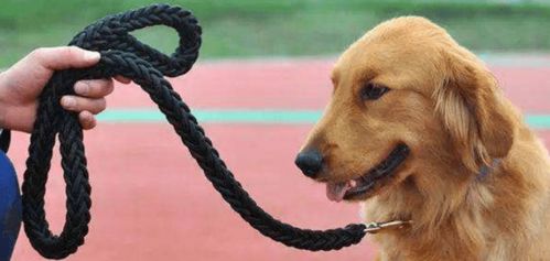 狗不牵绳子怎么投诉