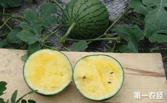 西瓜的种类有哪些 常见的西瓜品种介绍