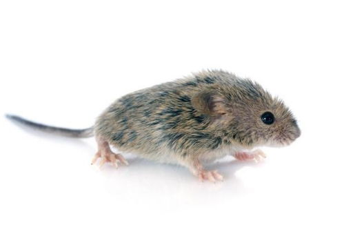 大金鼠,生于这三个年份的属鼠人,晚景得不得了,福星照顾 官场 