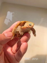 黄喉小青龟多少厘米开始发色？