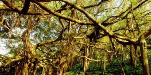 世界上一棵 巨大 的树 可谓是独木成林,占地达1.5万平方米