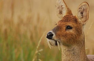 世界上罕见的5种动物,贵妃鸡 吸血鹿上榜,你见过几种 