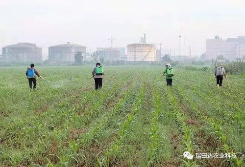 玉米除草不伤苗 原来还真有一套 今年这样用药,安全高效