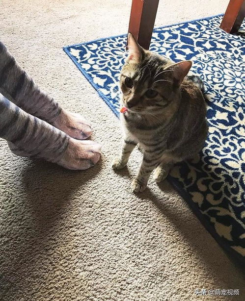 当猫咪看到你穿着一双猫爪花纹的袜子会是神马样子的感觉 