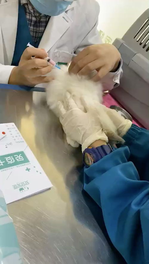 新买的猫猫两个月大第一次打疫苗需要打什么疫苗多少钱一针 