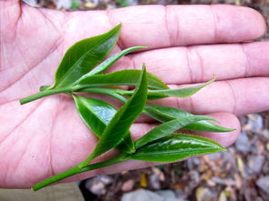 普洱茶原料的叶子,有谁知道普洱茶是用什么植物的叶子制的?