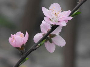 叶芽花芽混合芽图片 搜狗图片搜索