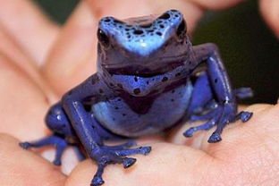 蓝色毒箭蛙 搜狗百科 