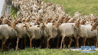 壮观 群羊迁徙季正当时 