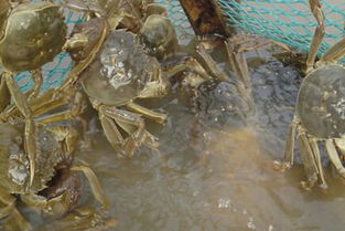 螃蟹养殖技术