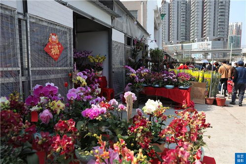 春节到,逛广州最大的岭南花卉市场,买盆年花就过年