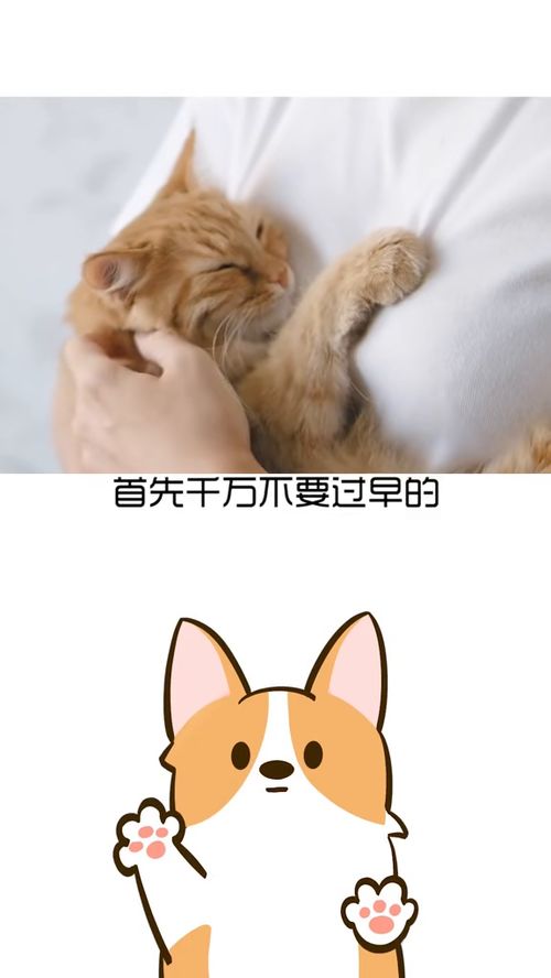 星期猫背后的真相 