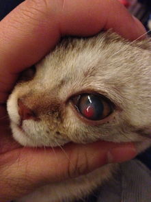 小猫眼睛有红肿,怎么治疗 