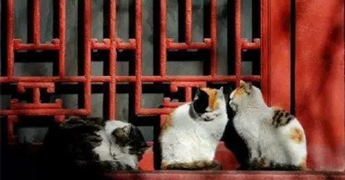 故宫里生活着上千只流浪猫,它们靠什么生活 网友 全凭实力