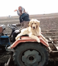 金毛稳稳坐在拖拉机上,发动机巨大的噪声它也不怕,狗 真拉风