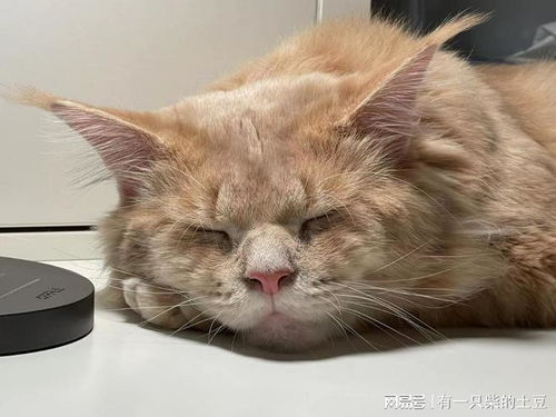 猫咪为什么喜欢被摸头