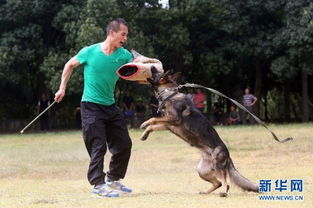 湖北 警犬参加年度 考试