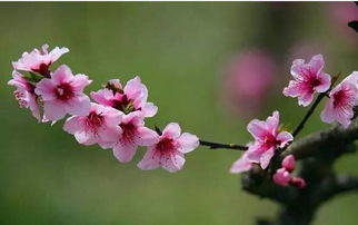 美 城固这片桃花已开成花海,十里桃林就在你身边 