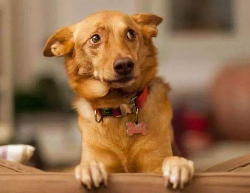 你家狗狗过的幸福吗 如果有这5种表现,说明狗狗生活在恐惧中