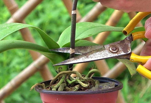 剪下一条断根可以种蝴蝶兰吗？