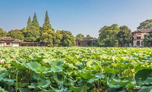 南浔首富酷爱荷花,27亩私家园林取名小莲庄,坐拥10亩荷花池