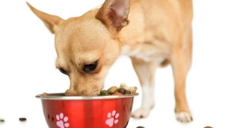 为什么自家的狗会生病 又该怎么喂养呢