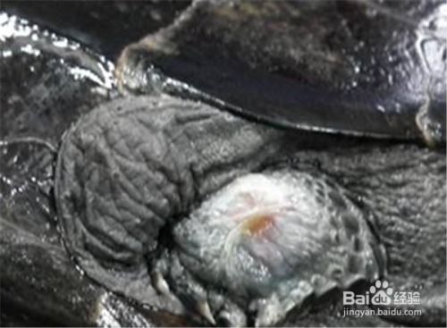 乌龟脱皮和腐皮如何区分 