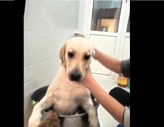 主人给狗狗洗澡时,不停往桶扔调料,这是要煮狗肉