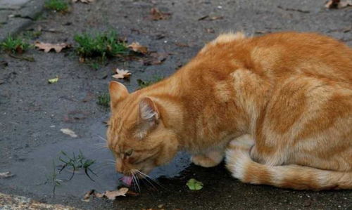 猫咪不能喝 生水 不是矫情,还跟这些原因有关,给爱猫喝开水