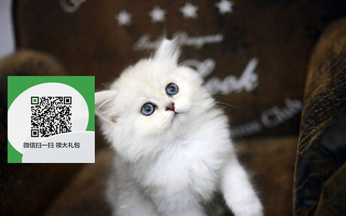 图 深圳哪里有金吉拉出售 深圳金吉拉价格 深圳宠物猫转让出售 深圳宠物猫 