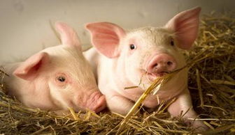 猪多长时间能生小猪,小猪几个月可以怀孕？