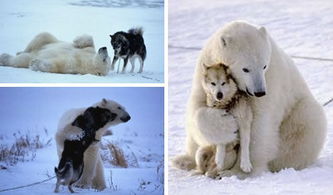 跨越种类的动物友谊 
