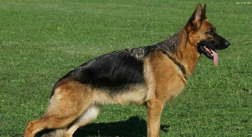 铁血战士无畏战狼,驰骋疆场的 世界犬中之王 德国牧羊犬