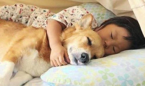 和狗睡 原来有这些好处,怪不得养狗的人越来越多