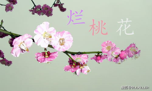 7月运势 86年生肖虎烂桃花变正桃花,74年 98年生肖虎一洗颓势