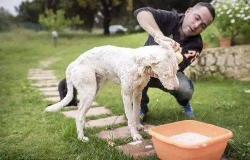 兽医提醒 狗狗冬天多久洗一次澡好 这几个误区,劝你别犯