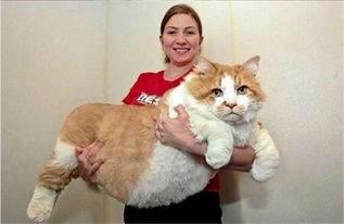 你永远猜不到当初抱回来的猫猫,有一天会胖成一只喵猪 