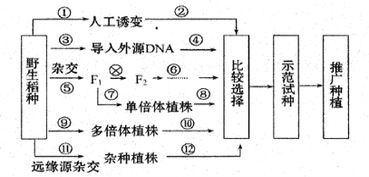 下列有关DNA分子的叙述.正确的是A.一个含n个碱基的DNA分子.转录出的mRNA分子的碱基数量是n 2B.DNA分子的复制过程中需要tRNA从细胞质转运脱氧核苷酸C.双链DNA分子中一条链上的磷酸和脱氧核糖通过氢键连接 