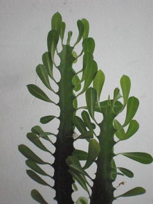龙神木仙人柱怎么养殖长得高,龙神木种植周期