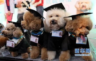 2014香港宠物节落幕 高清组图
