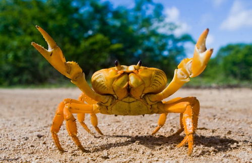 螃蟹的血是什么颜色,为什么吃的时候看不见 螃蟹靠什么来呼吸