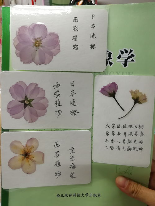 干花压制的方法技巧 干货 干货