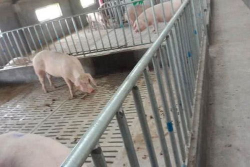养猪场设备有哪些,现代化养殖产业:养猪需要哪些设备