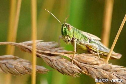 印度飞来了沙漠蝗虫,巴黎大小的一群,2天能吃掉法国人1天的口粮