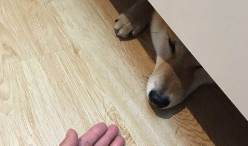 为什么狗狗喜欢 钻 床底呢 真正的原因,宠主想过没