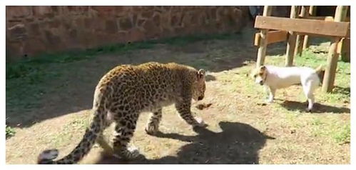 主人收养一只小豹子,让狗狗陪伴豹子一起生活,结果一陪就搞笑了