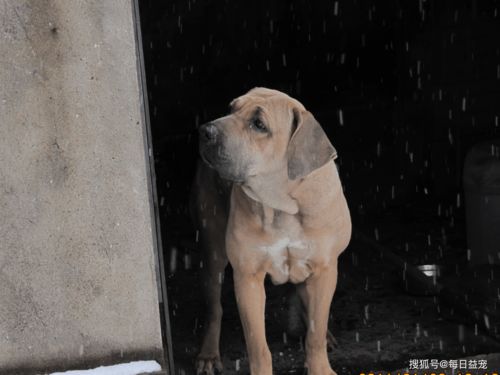 世界十大禁犬,这也太凶猛了,难怪不给养