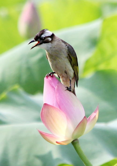 花情鸟意 